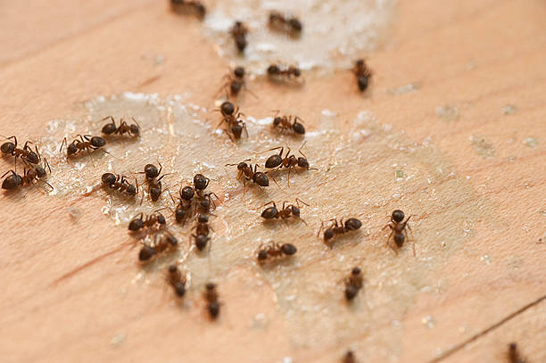 Best Wildlife Control Services  in St Francisville, LA