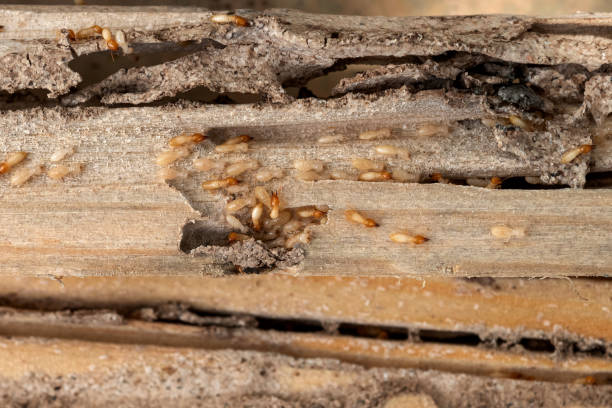 Best Pest Prevention Services  in St Francisville, LA