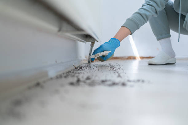 Best Termite Control Services  in St Francisville, LA